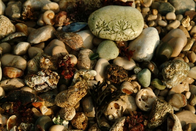 Frutti e colori del mare